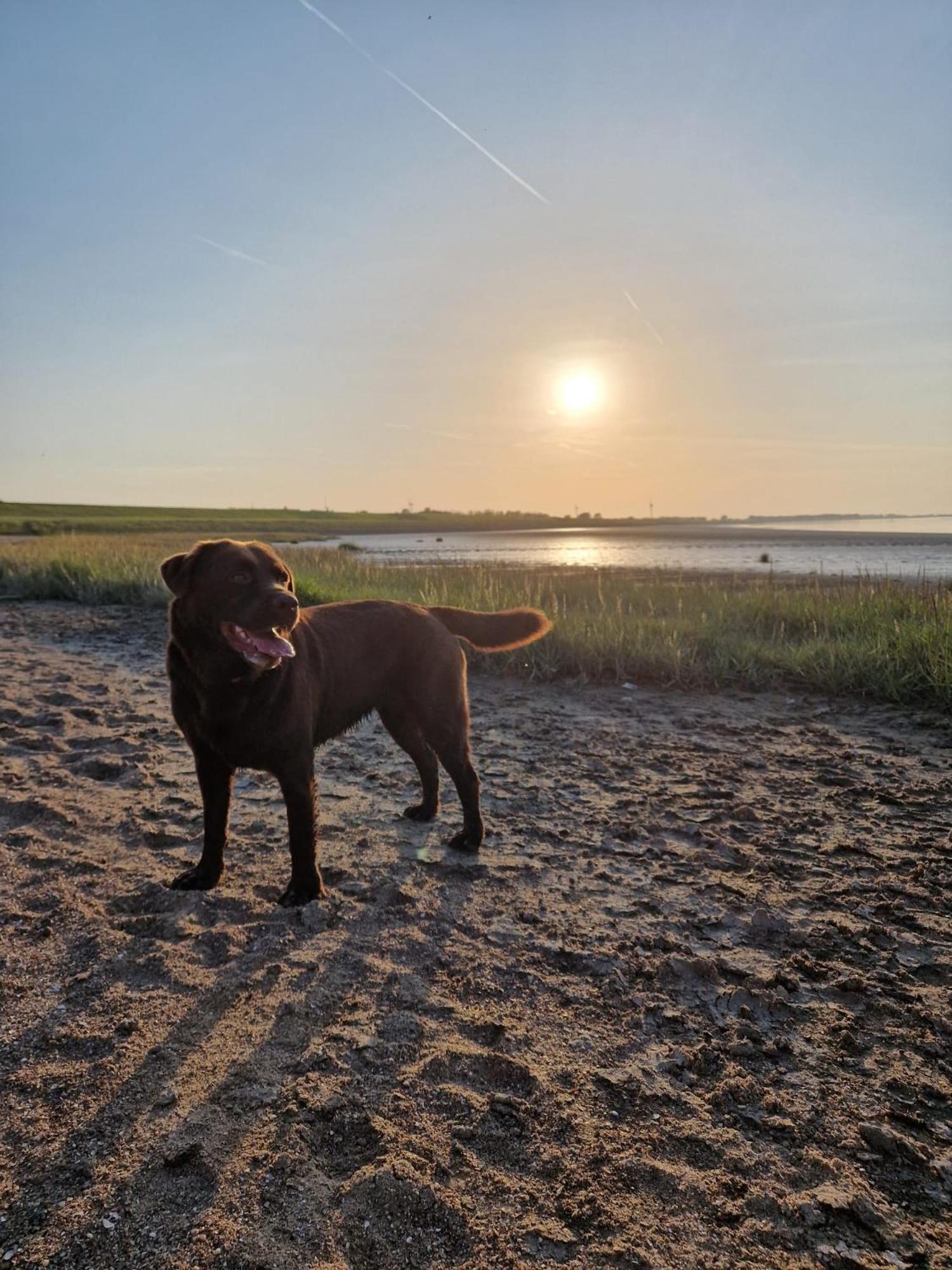 De Bedstee Villa Schoondijke Buitenkant foto